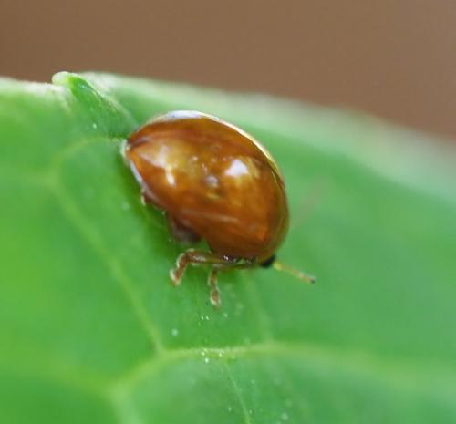 Réf. 232 565 : Sphaeroderma sp.